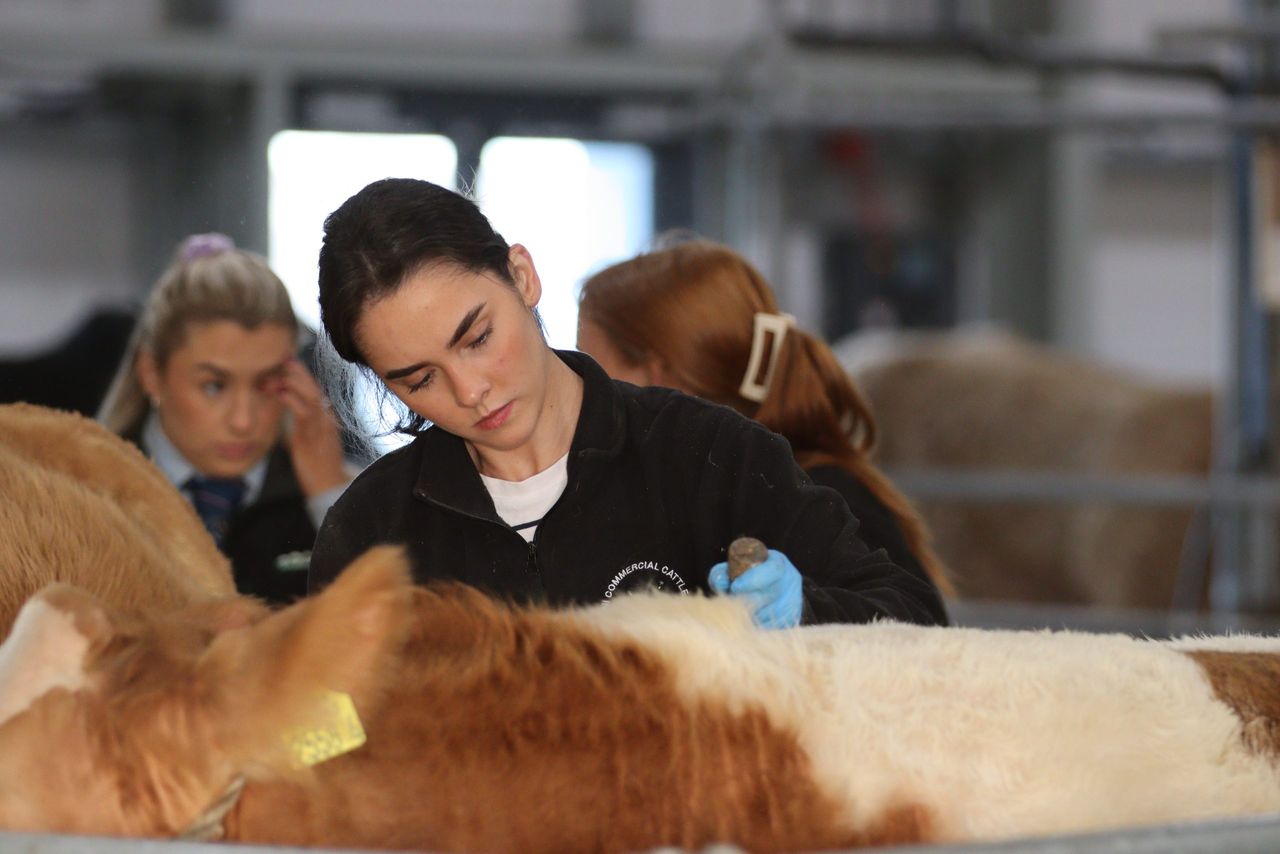 Ulster beef and lamb championships raise weight limits for 2026