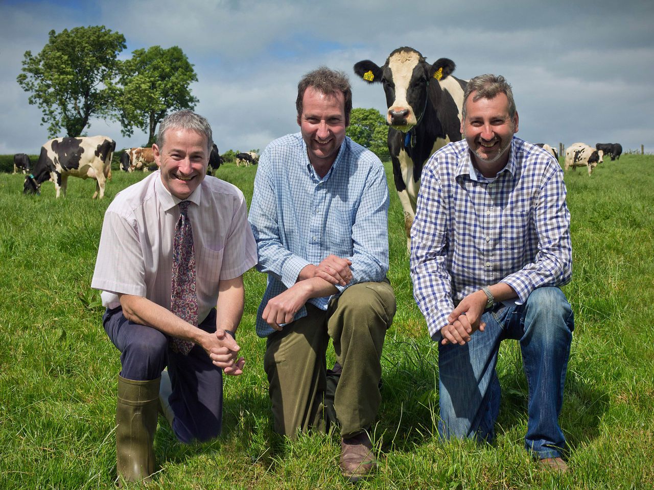 Concentrate feeding for cows