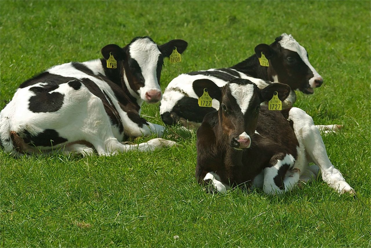 New rules clamp down on missing cattle tags in Northern Ireland