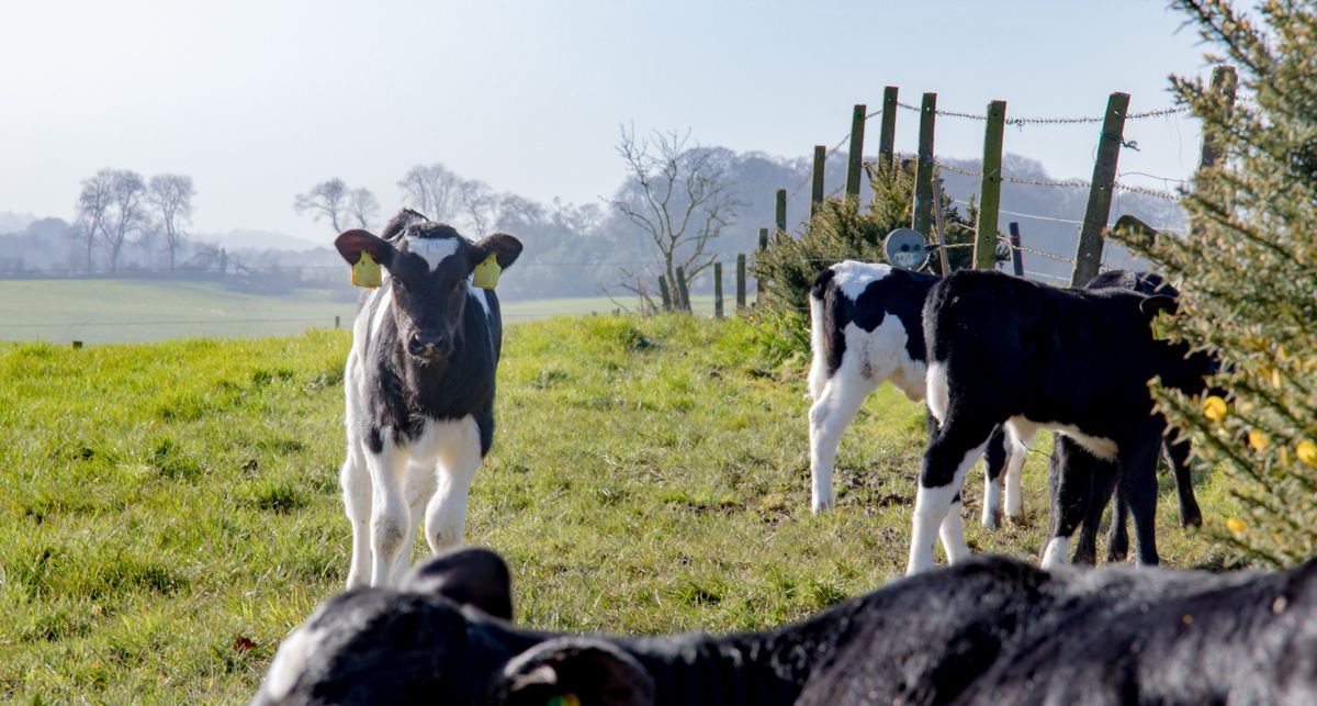 Mycoplasma bovis causing ‘significant losses’ on NI farms