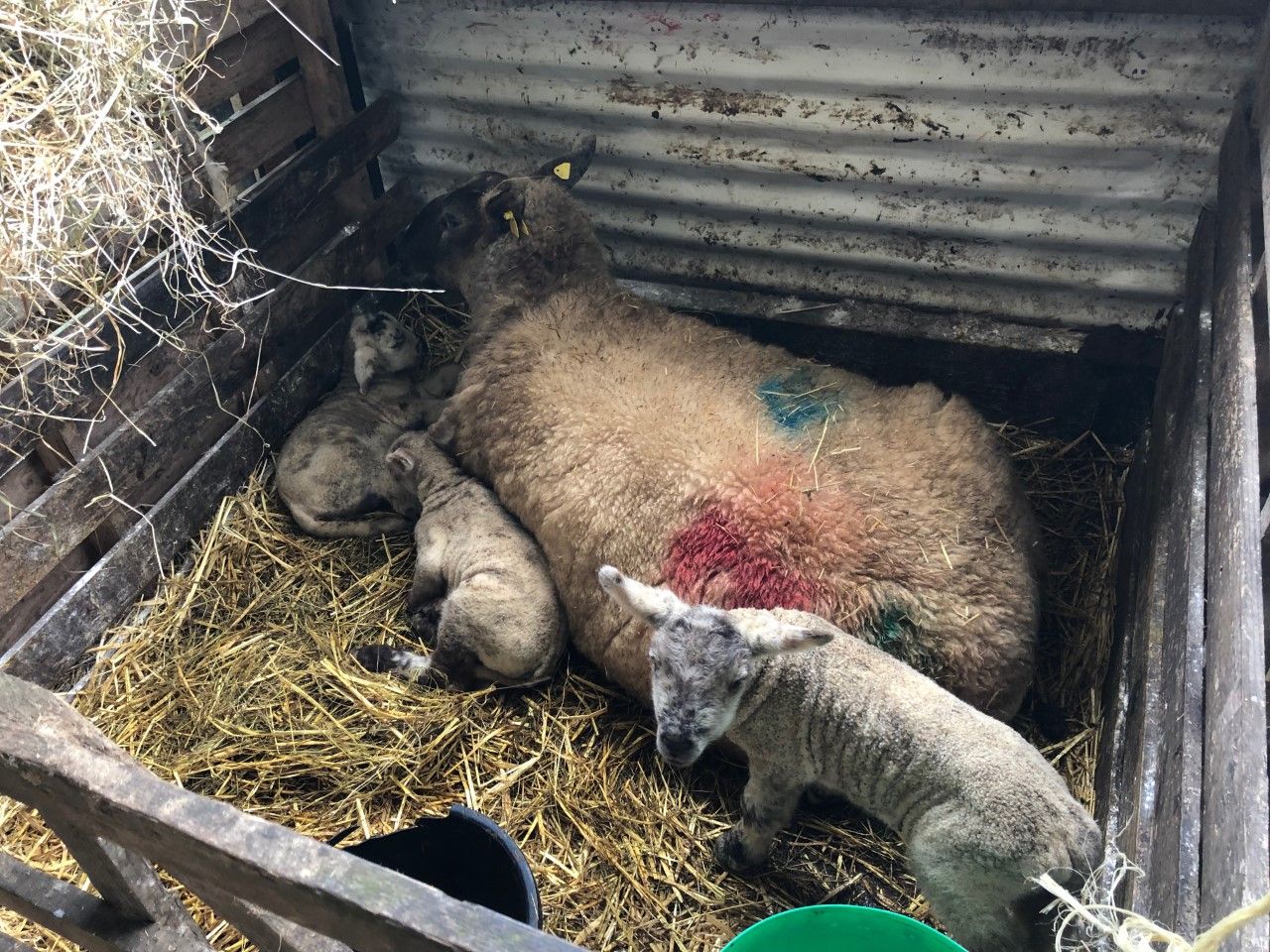 Are your newborn lambs getting enough colostrum?