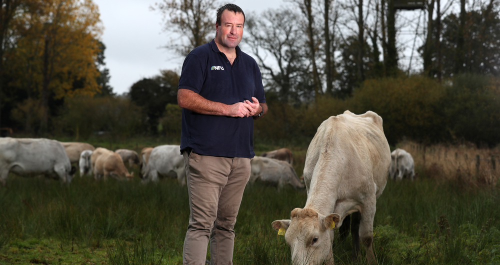 'Badger culling delivers reductions in bovine TB of up to 66%' - NFU