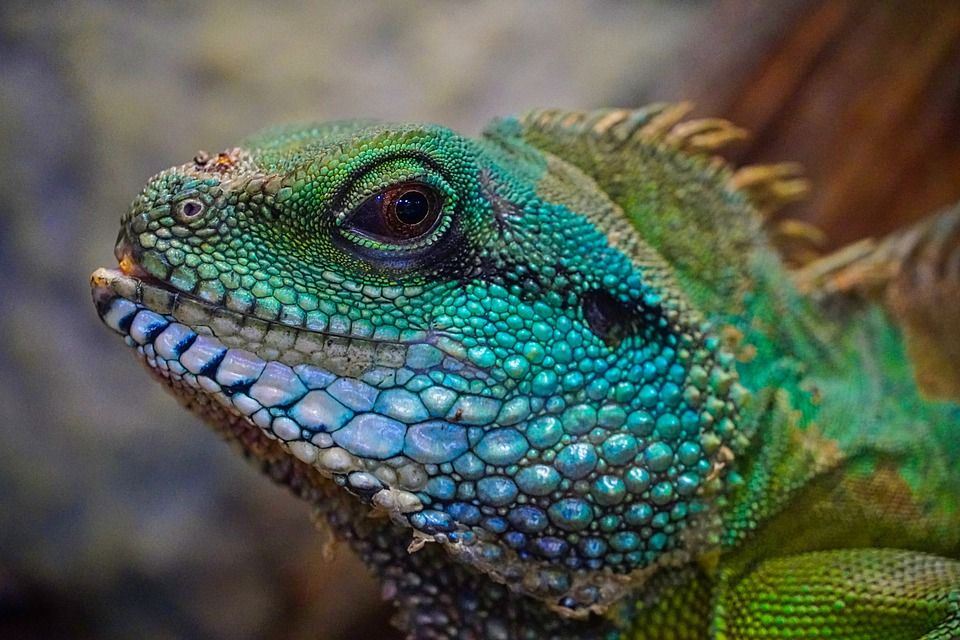 81% of vets concerned that needs of exotic pets are not being met