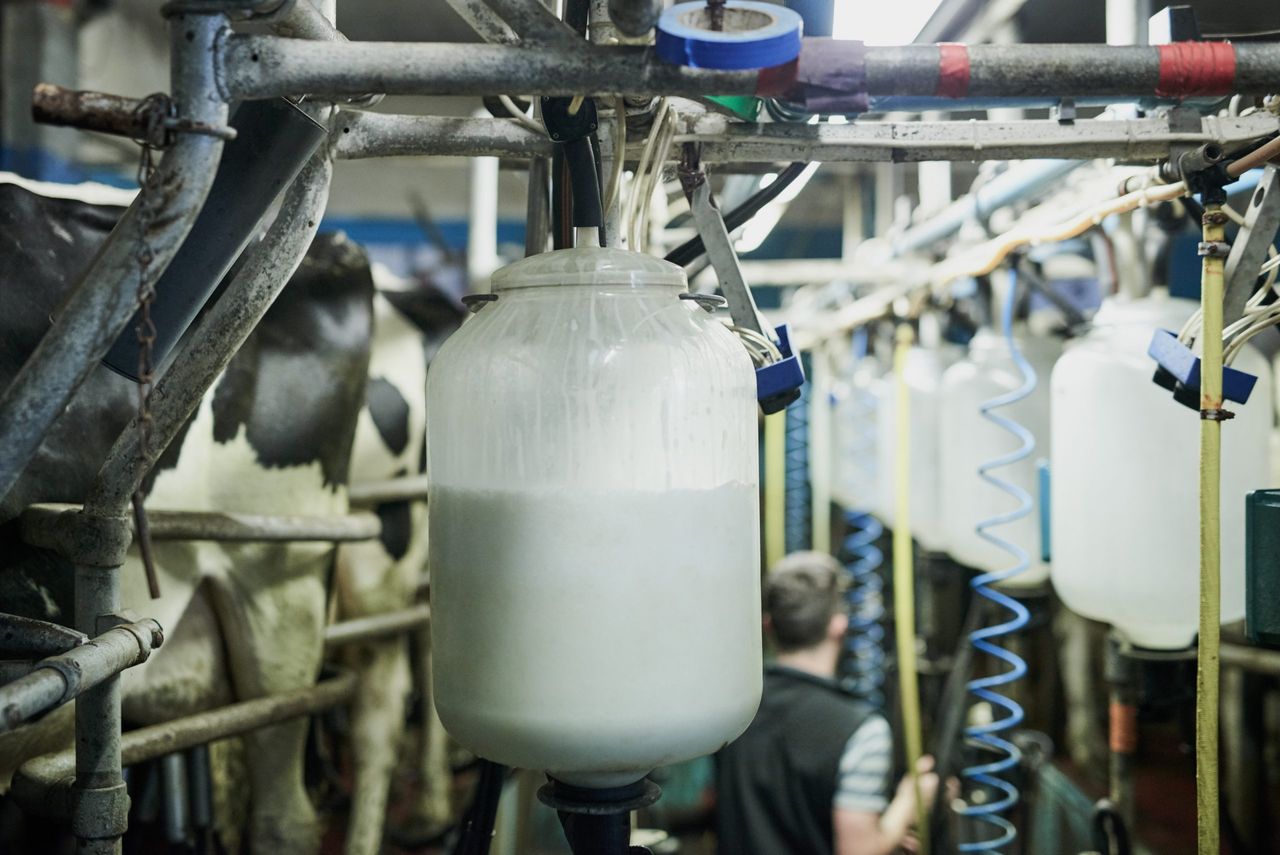 Controlling thermoduric bacteria through the autumn
