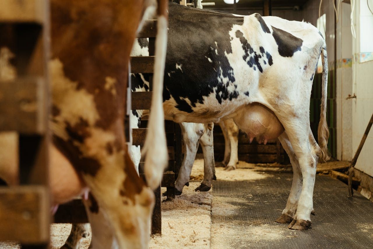 Bird flu confirmed in person who had contact with infected cattle