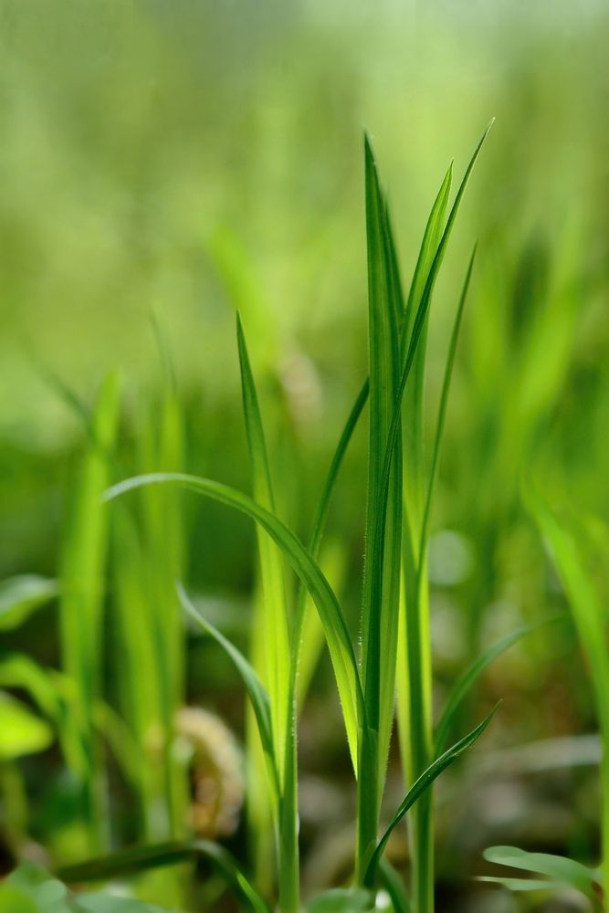Only 1 in 10 soil samples have the optimum nutrient balance