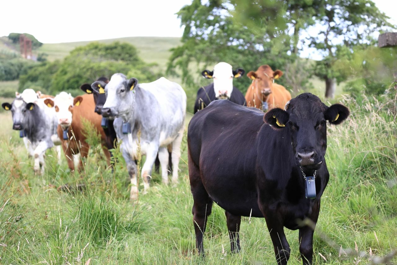Cattle with collars are a ‘game changer’ in the Belfast hills