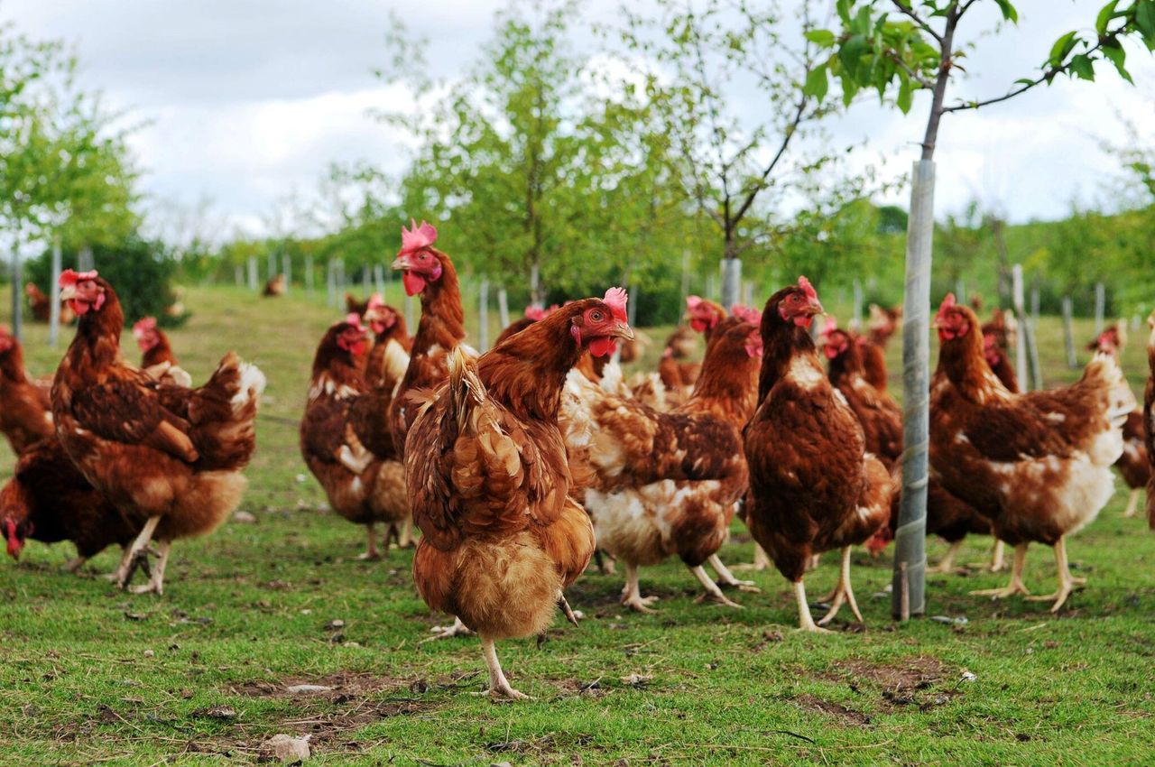 Commercial poultry flock culled following reports of bird flu