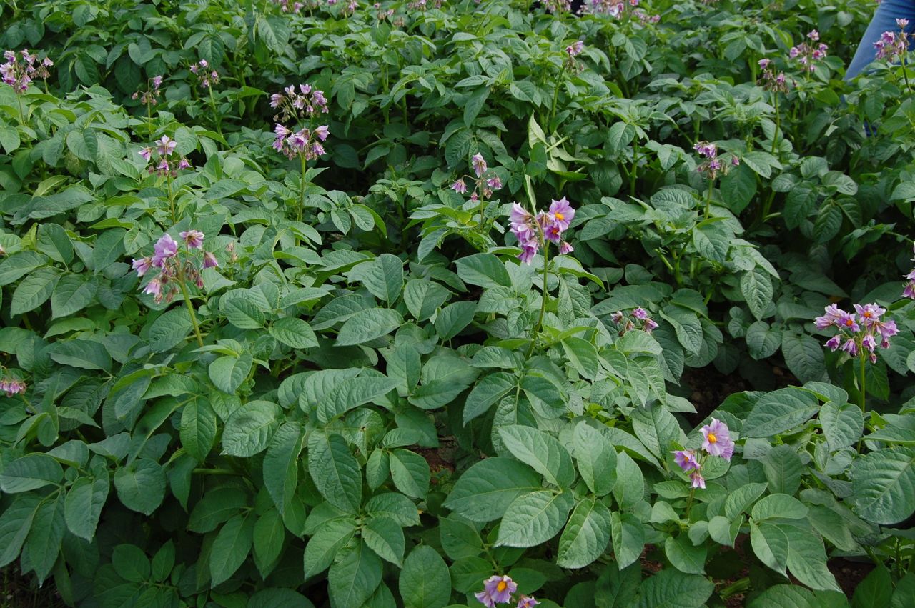 Potash and nitrogen interactions are key to crop growth