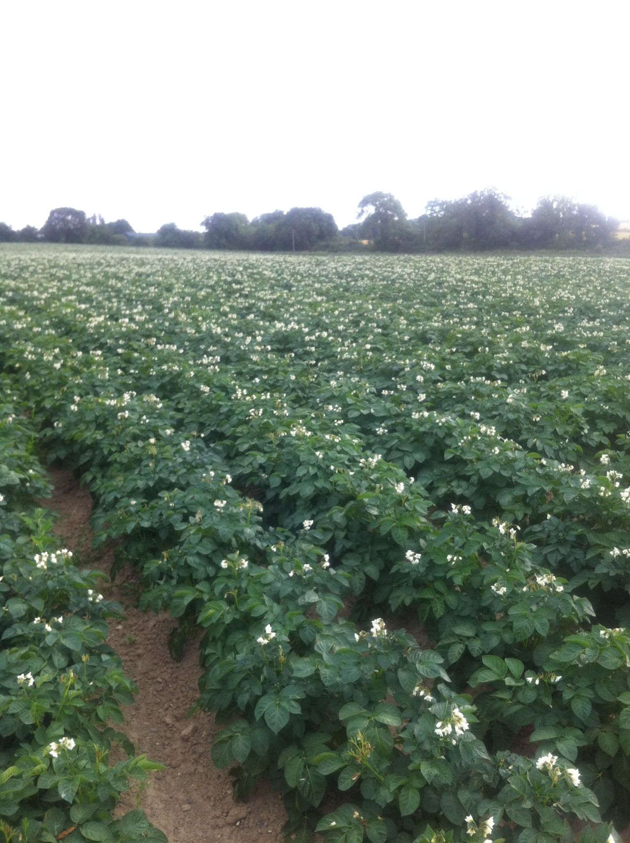6 non-chemical ways to tackle potato blight