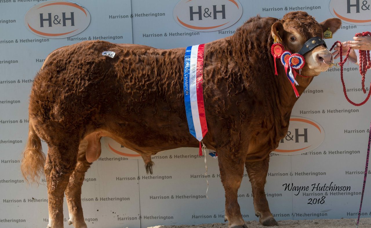 ‘Majestic’ Derry bull fetches 35,000gns at Carlisle