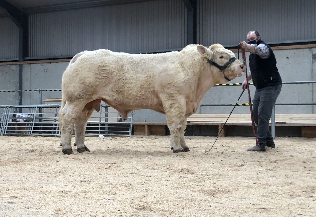 Charolais bulls topped at €7,100 – but mart guidelines cause ‘frustration’