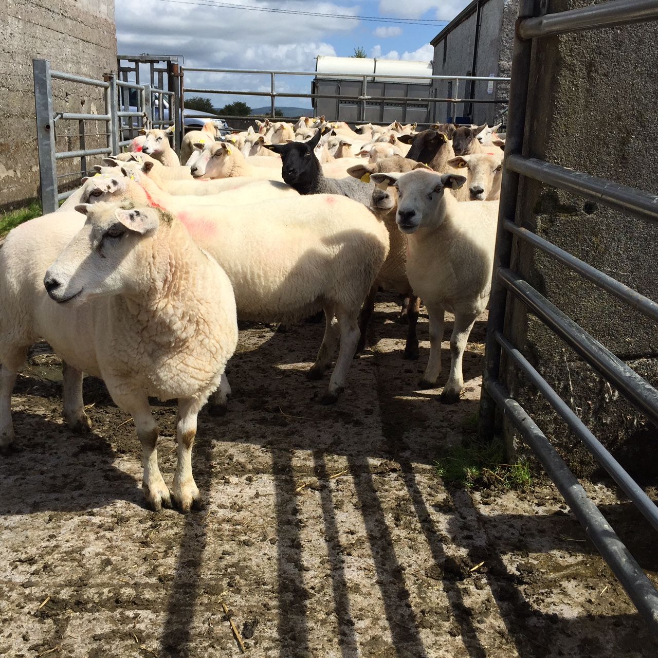Commission approval of €25m sheep scheme expected 'by year end'