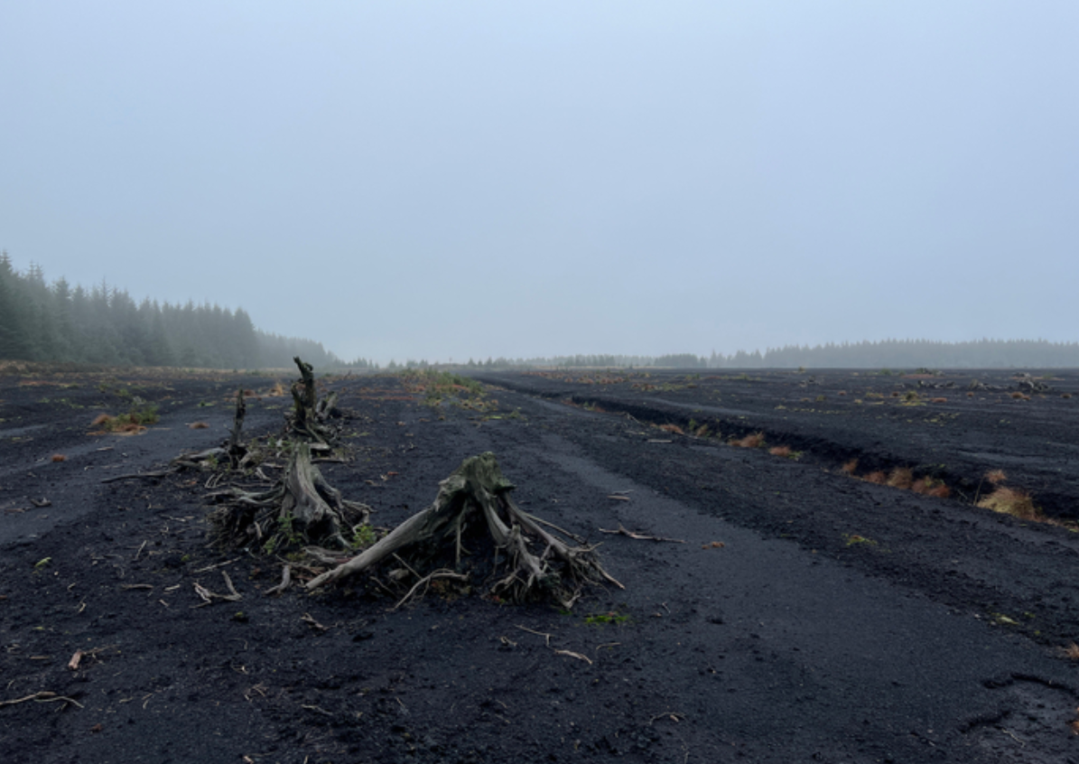 Tyrone bog to be transformed into peatland restoration hub
