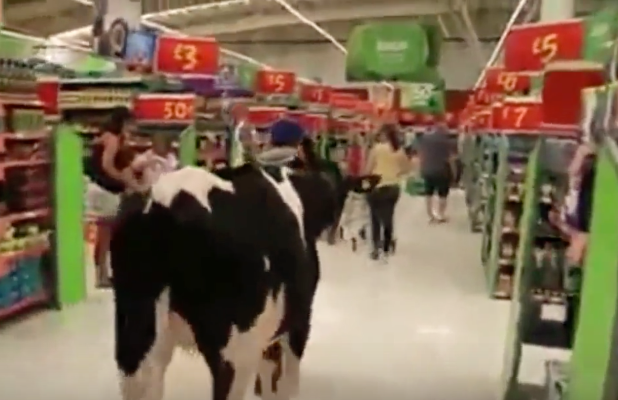 Video: Cows take over supermarket aisle as farmers protest over milk price