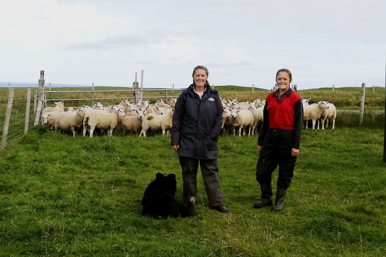 Focus on reproduction management in Shetland
