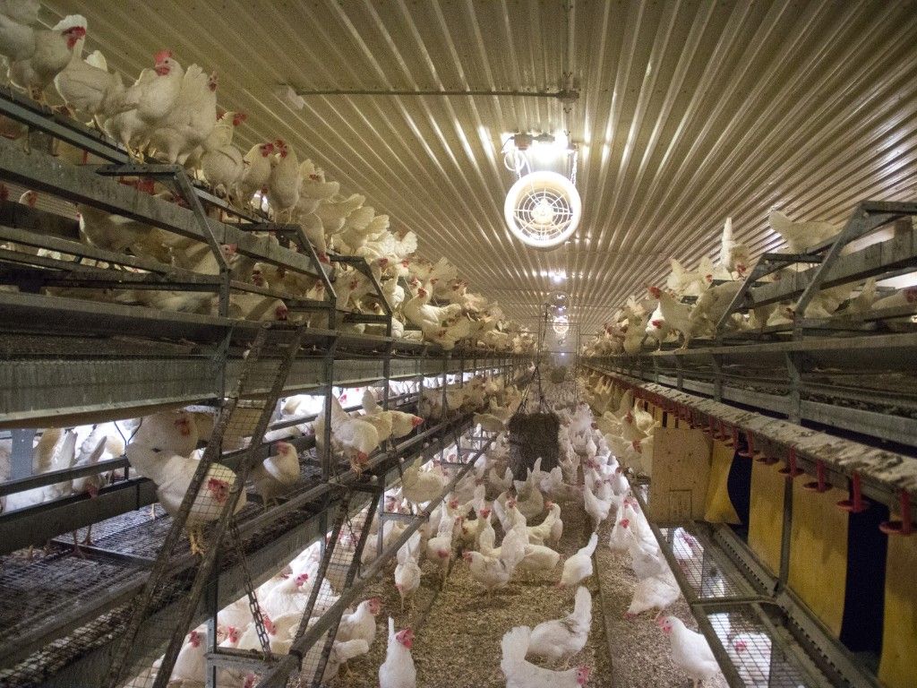 'Combi' barns banned in new higher British Lion welfare standards