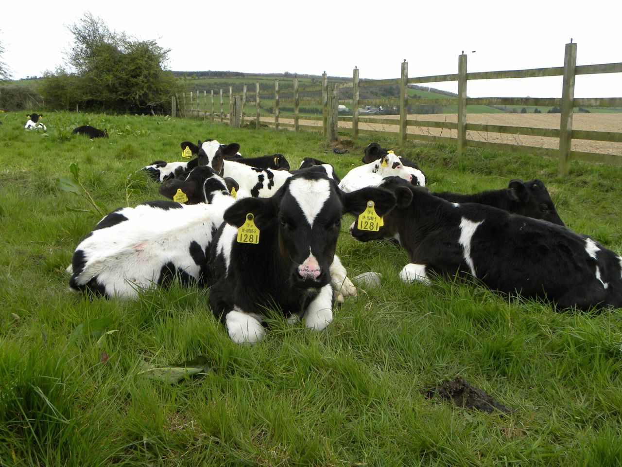 Authorisation of new and replacement NI cattle tags suspended