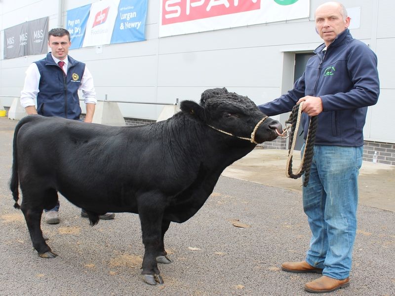 New herd names come to the fore at Balmoral Show