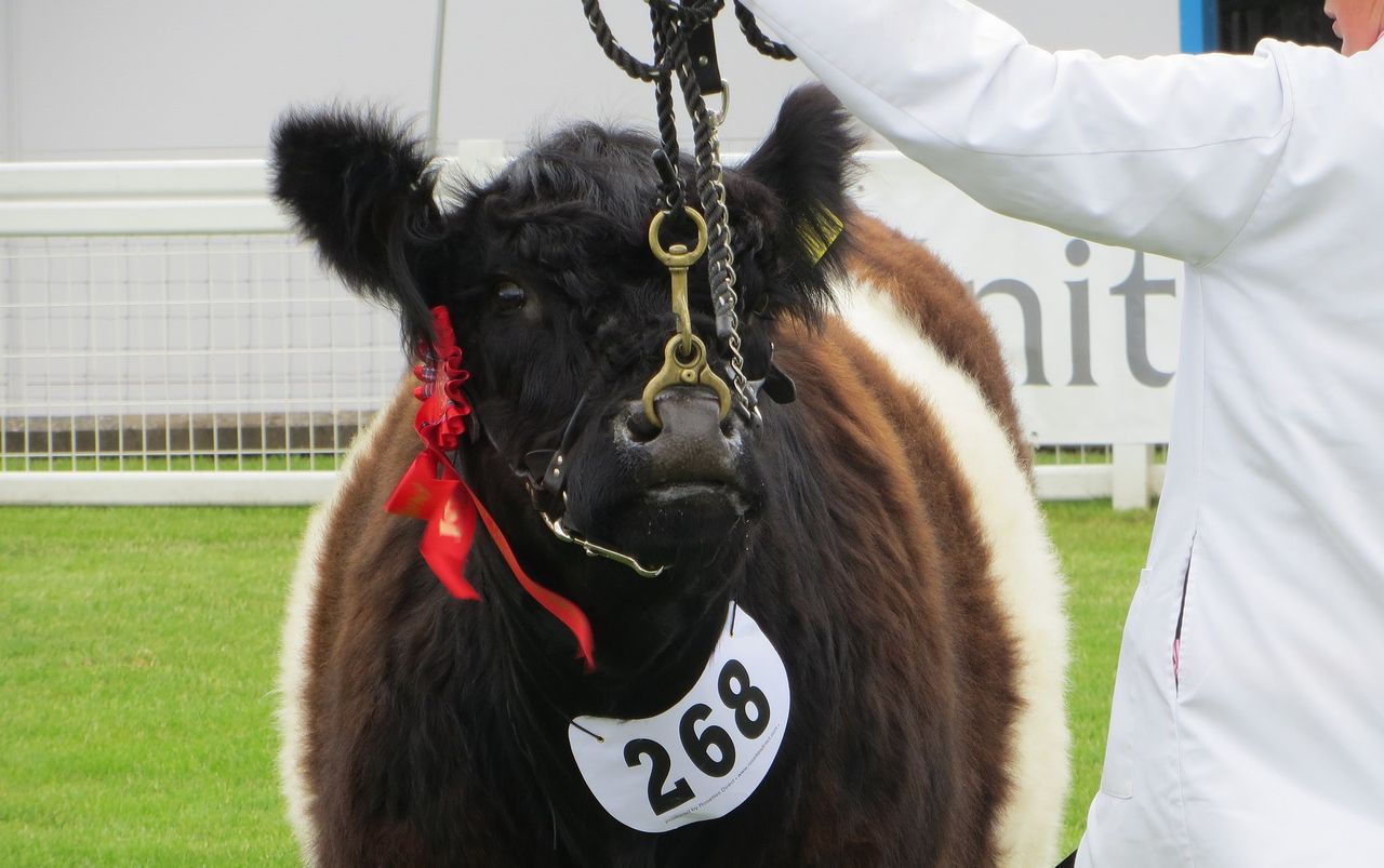 Registration figures show growing trend towards native cattle
