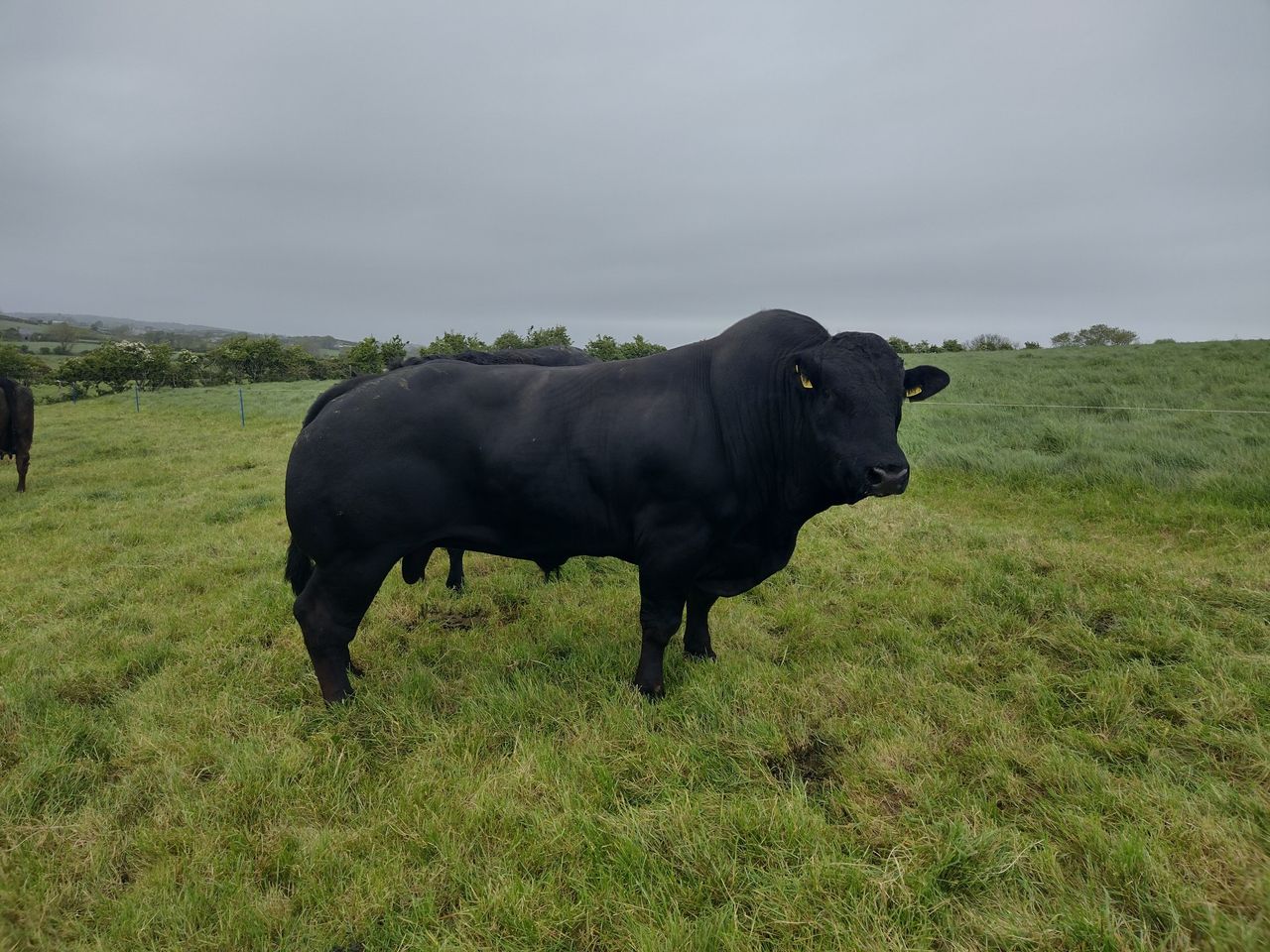 Tips for autumn calving and breeding in the suckler herd