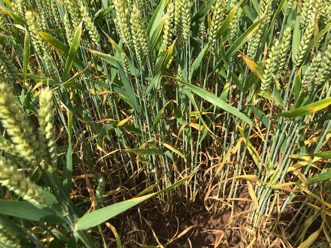 Tillage: Controlling septoria tritici in winter wheat