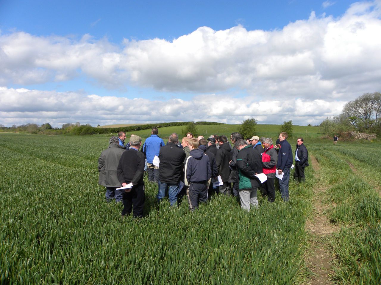 Septoria resistance threatens viability of winter wheat crops