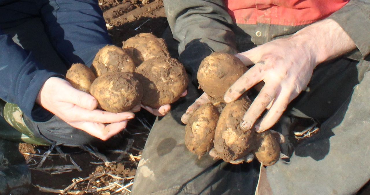 How to include potatoes in a diabetes-friendly diet