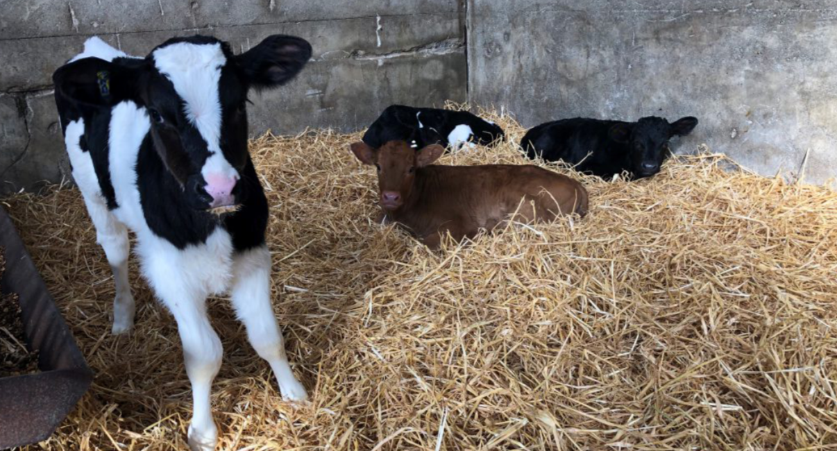 Pneumonia in calf sheds now becoming a risk