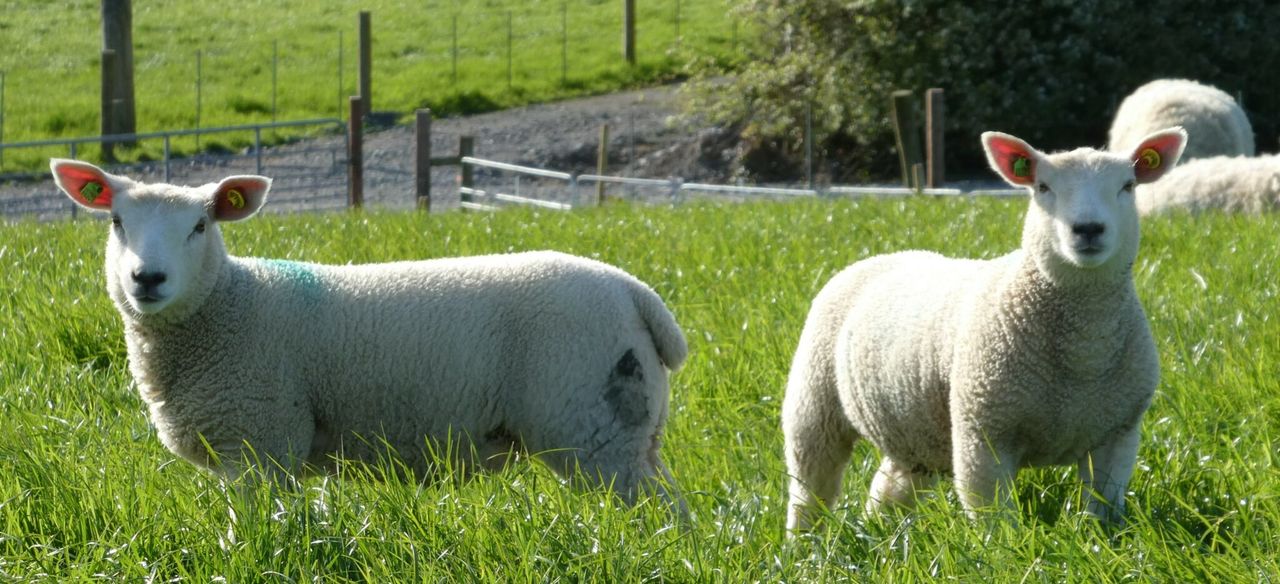 Open day planned at NI’s first RamCompare flock
