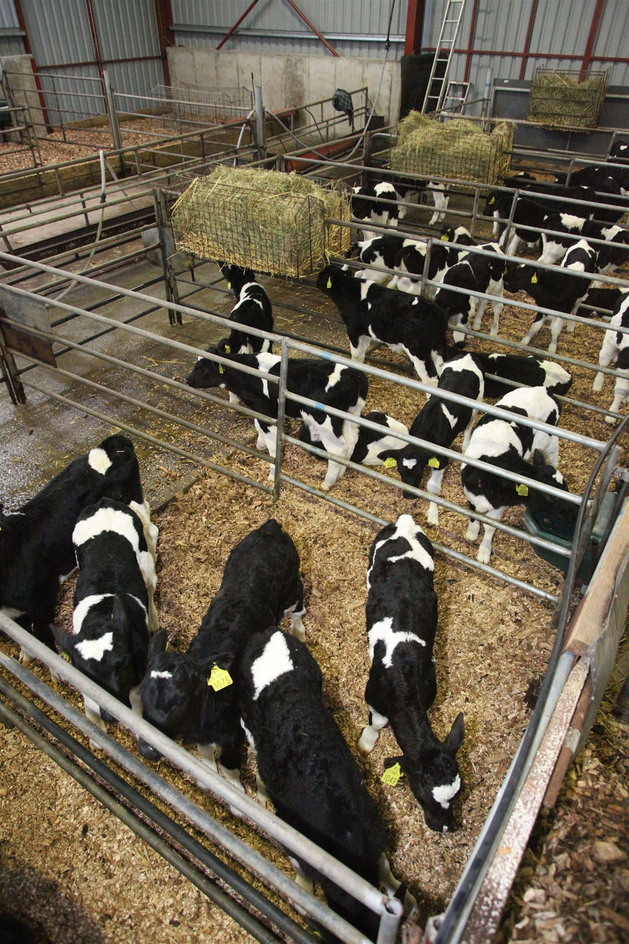 Dairy calf births running 19% ahead of 2014 - ICBF