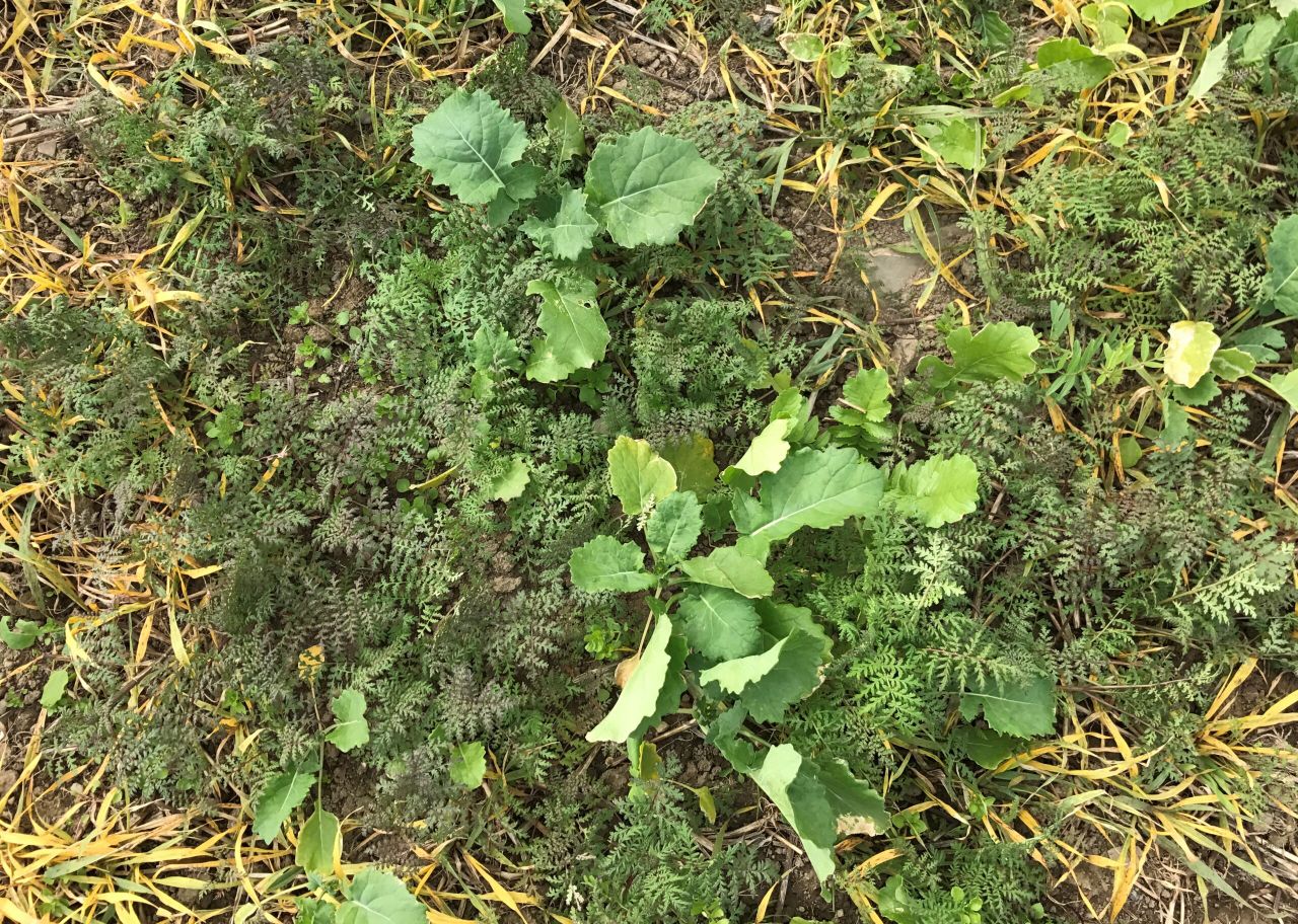 Catch crops: Getting down to the roots