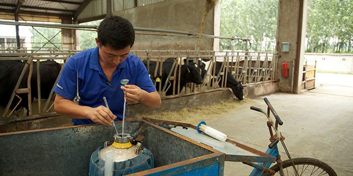 How Fonterra plans to dominate the Chinese dairy market with 15,000 cows