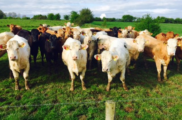 UK beef farmers look to positive summer for cattle prices