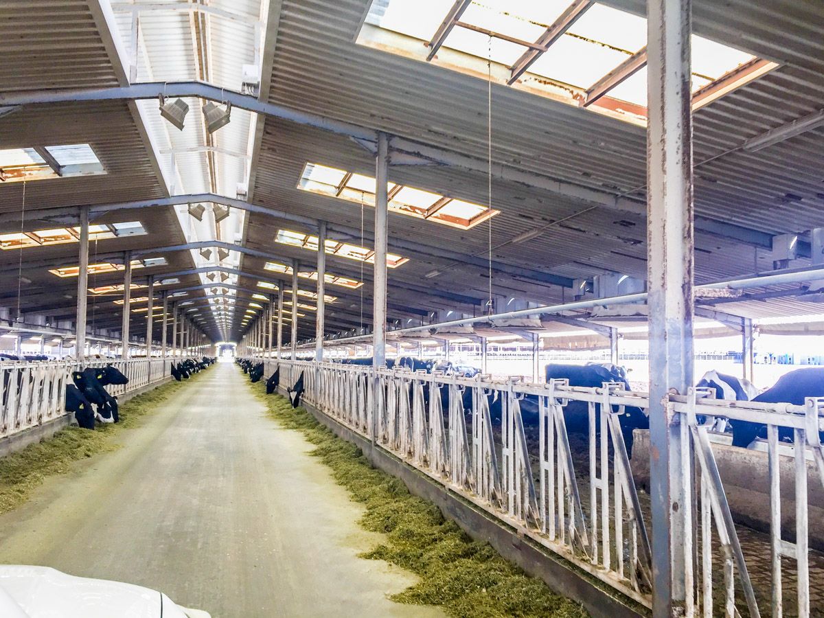 Video: The dairy farm in the desert producing 11 litres of milk every second