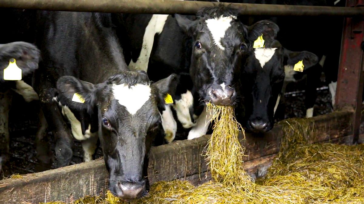 Scottish agriculture emissions fell by 3% in 2022