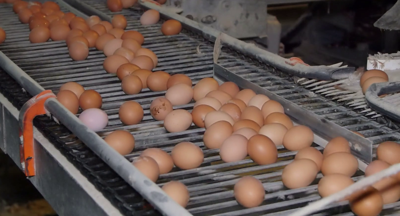 NFU member and egg producer wins court case on business rates