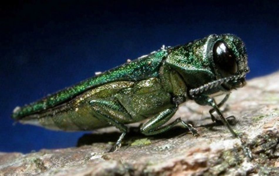 Study: New threat to GB ash trees could be stopped by land managers