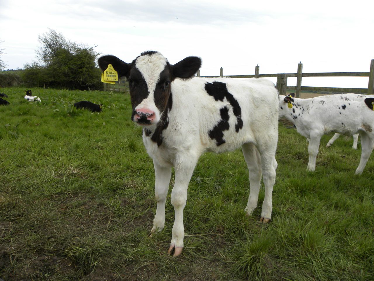 Video: Group of cyclists help farmers to deliver calf