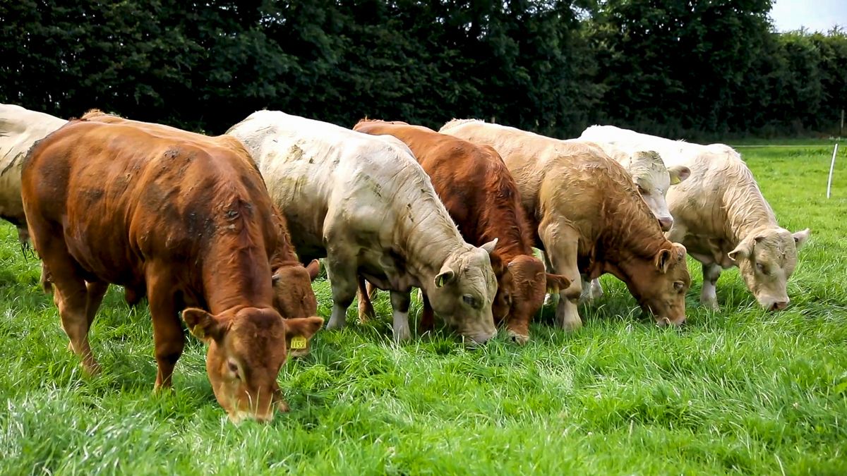 Alternative forage production to be trialled in 3-year study
