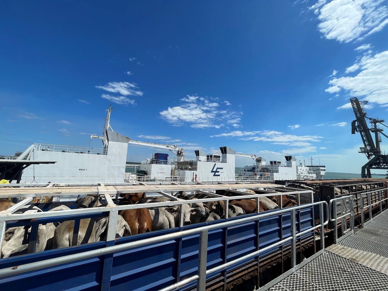 Indonesia suspends cattle imports from Australian facility