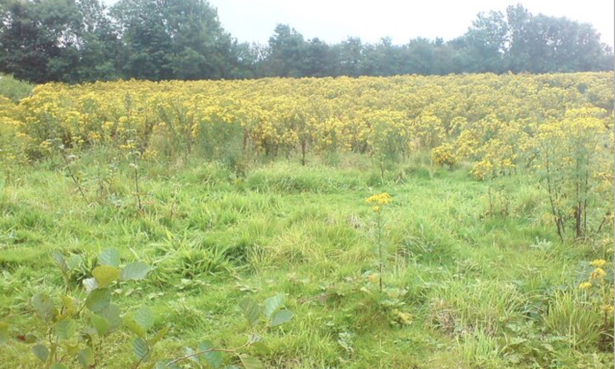 AFBI: Rise in submissions of carcasses exposed to ragwort