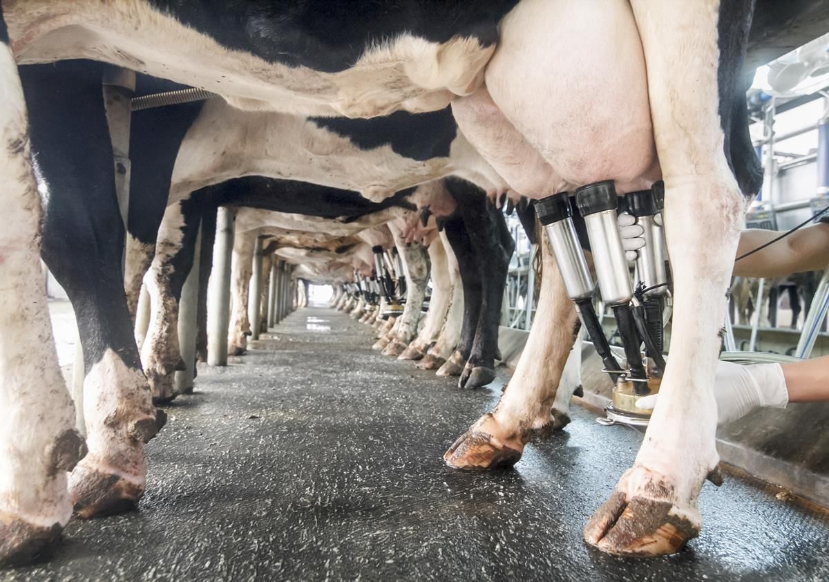 Market analysis: European dairy commodity prices find stability