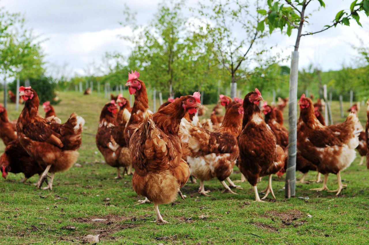Bird flu prevention zone extended in the North