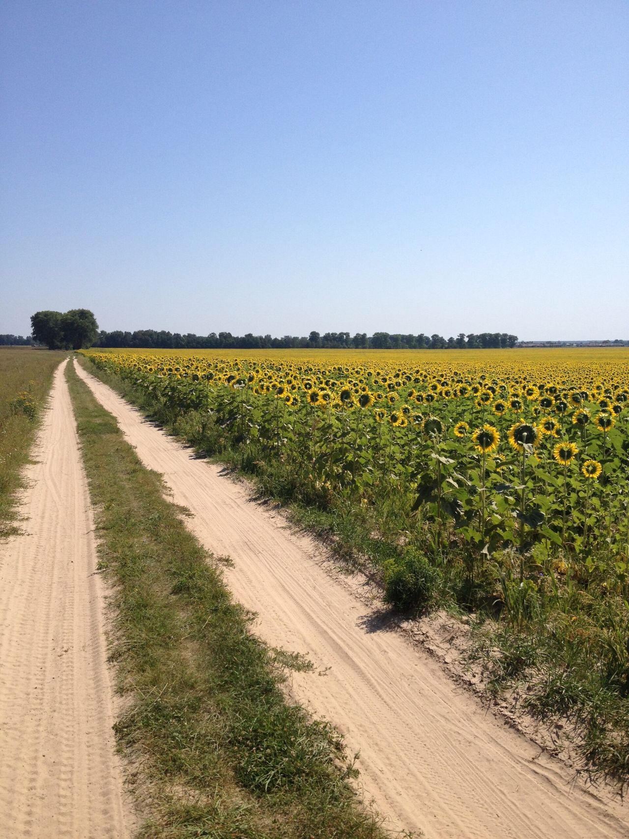 FAO renews appeal for urgent funding to support Ukrainian farmers
