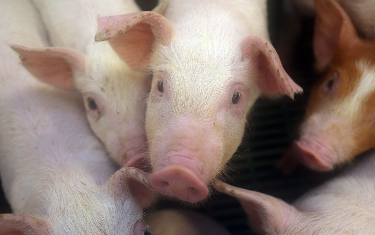 EU storage aid scheme for pigmeat closed after just 3 weeks