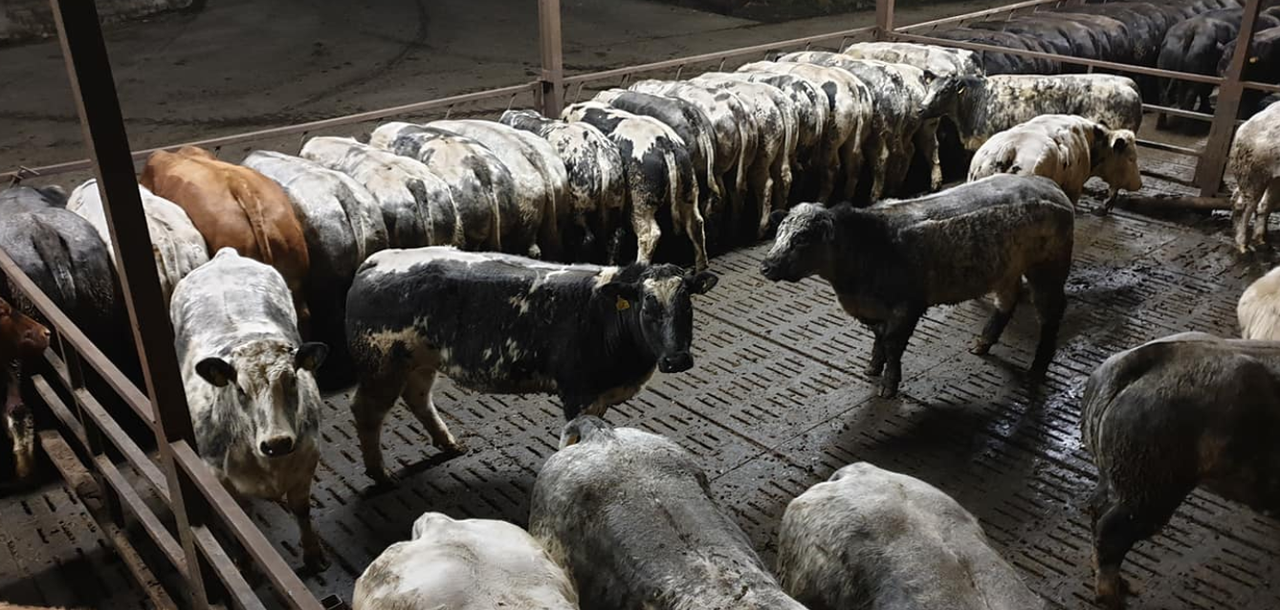 Video: Ulster farmer to put 900 heifers ‘on the market’ this Saturday