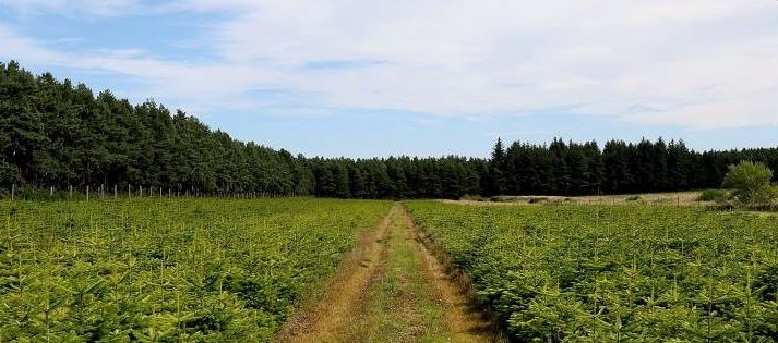 Love Christmas? Here's your chance to buy a Christmas tree farm