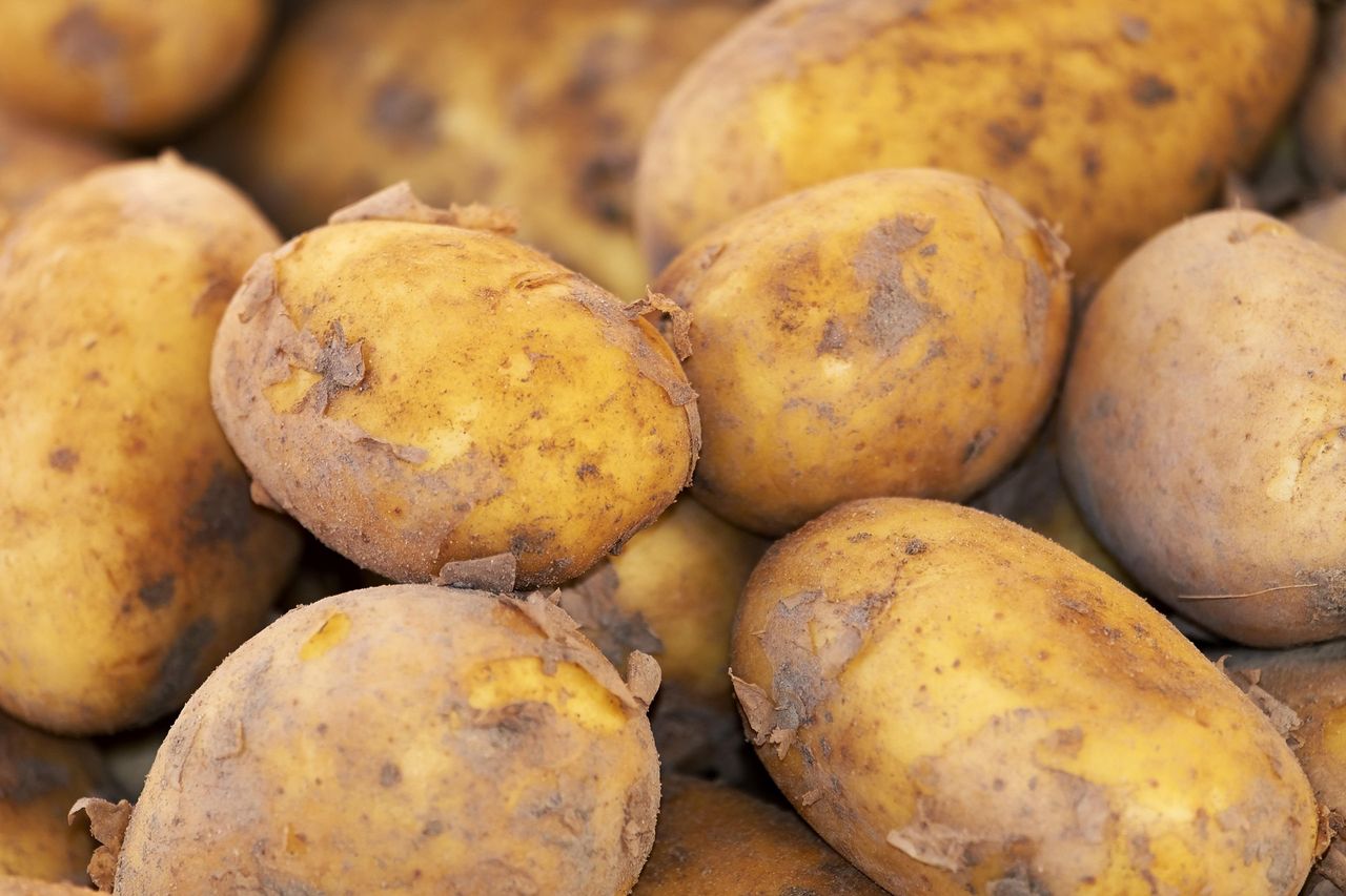 No return in sight for fungicide used to treat potato blight - GB Potatoes