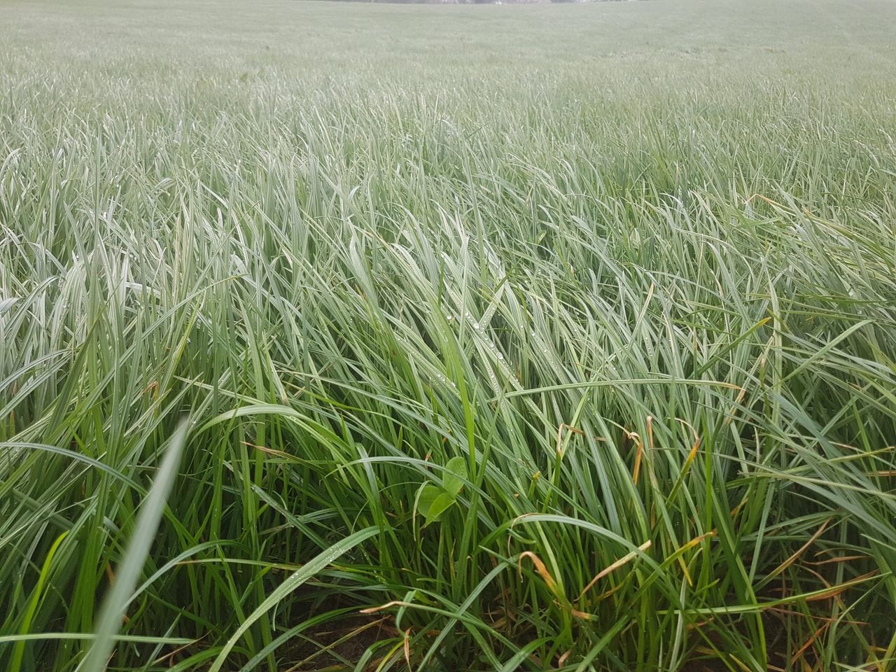 GrassCheck GB to celebrate fifth anniversary with Welsh farm event